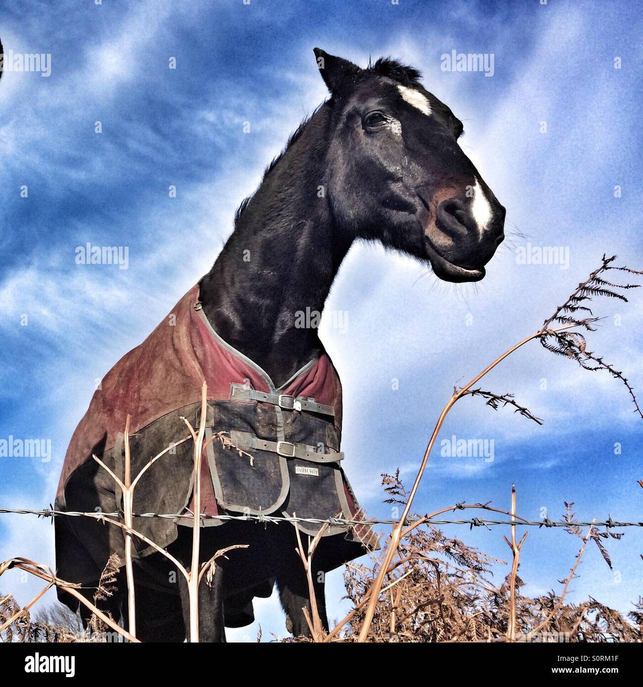Pferd in einem Feld auf der Suche über einen Zaun Stockfoto
