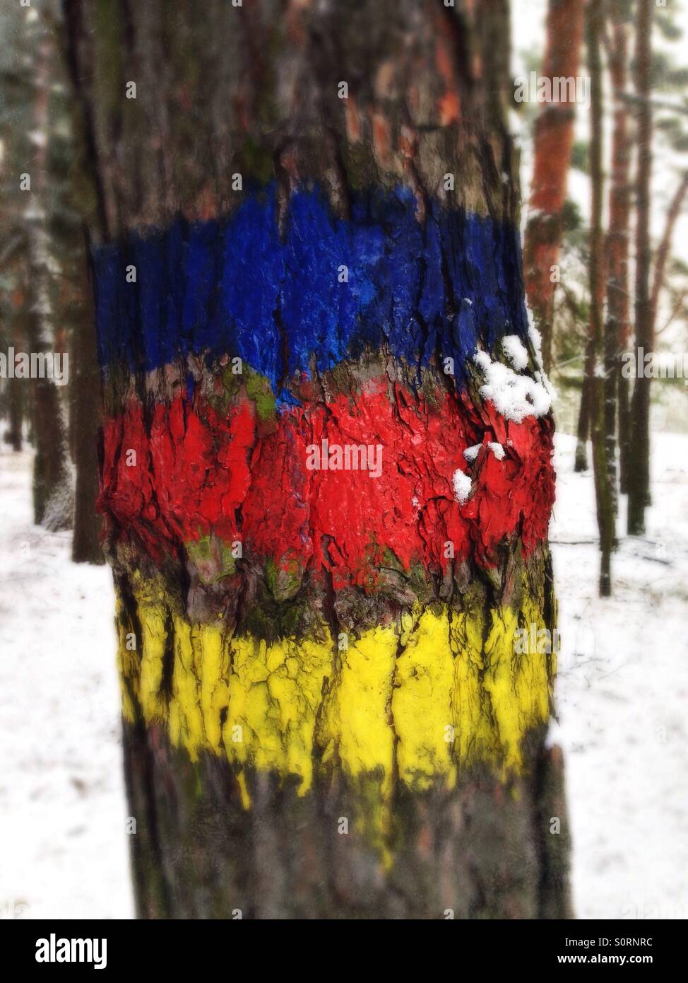 Farbmarkierungen auf einem Baumstamm in einem Winterwald Stockfoto
