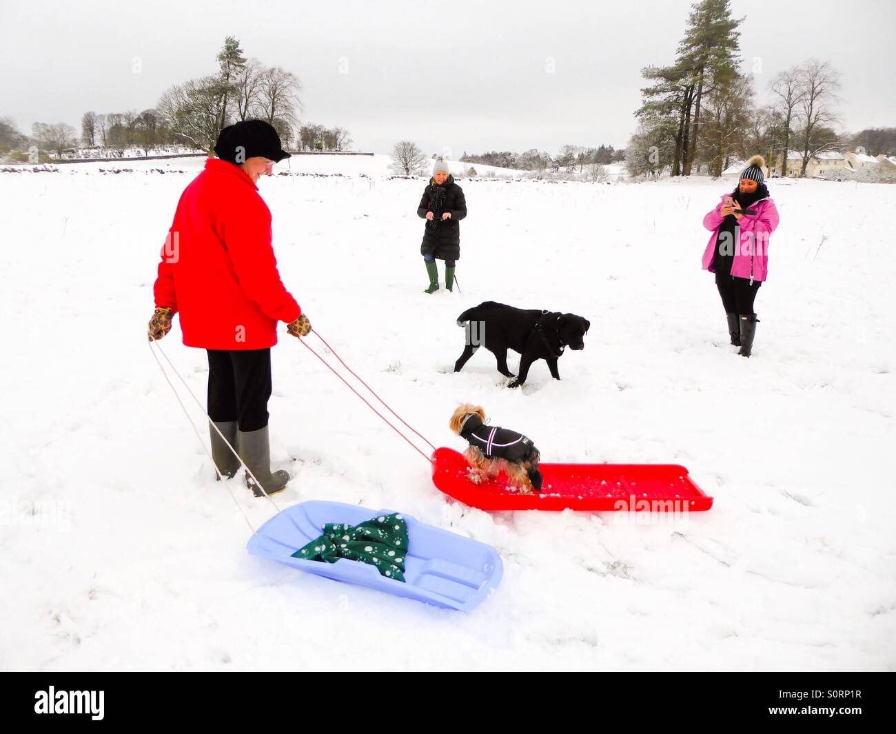 Hunde und Menschen im Schnee. Stockfoto