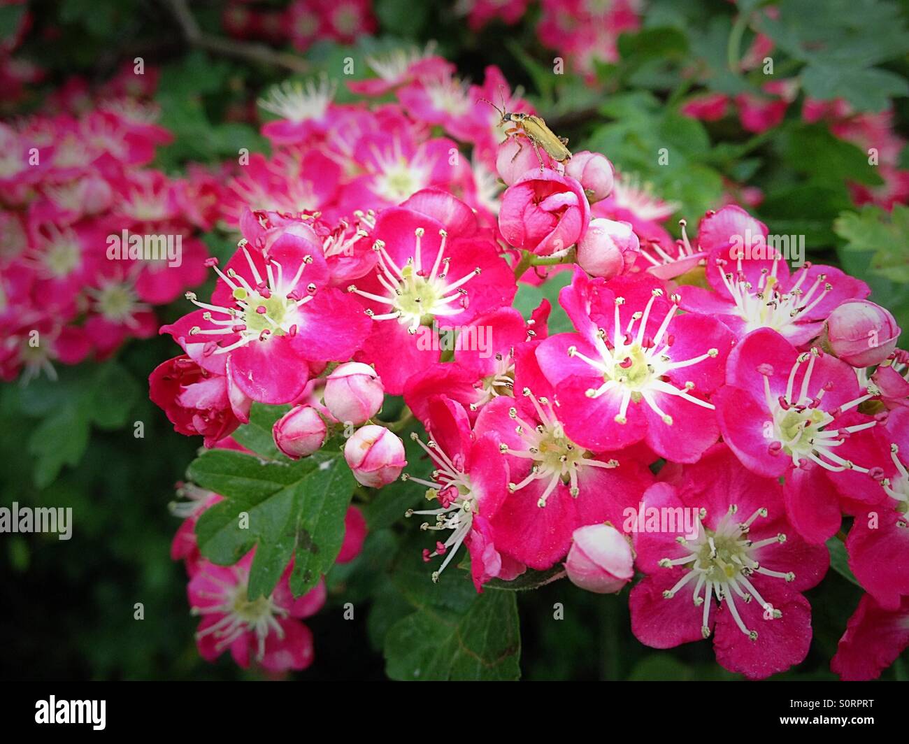 Pauls Scarlet Blumen Stockfoto