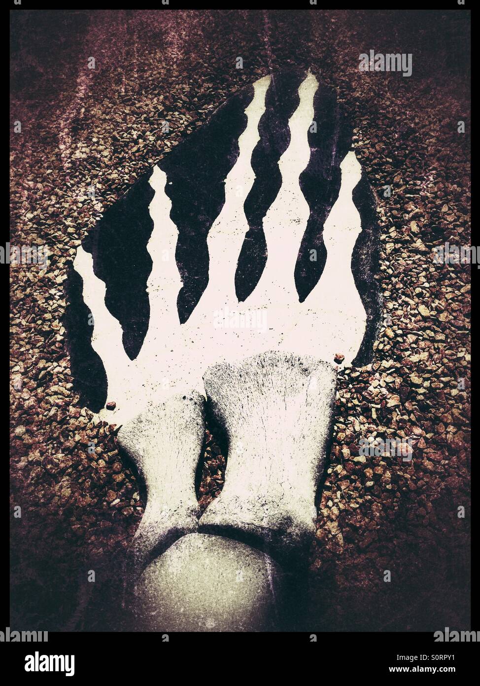 Detail einer Zeichnung ein blauer Wal-Skelett. - Smartphone-aufgenommenes Stockfoto