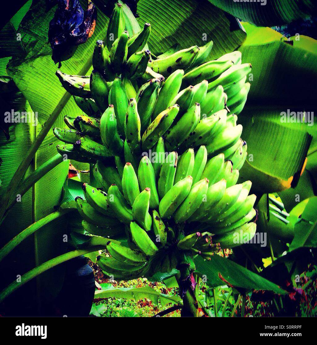 Die Gruppe von grünen Bananen Stockfoto