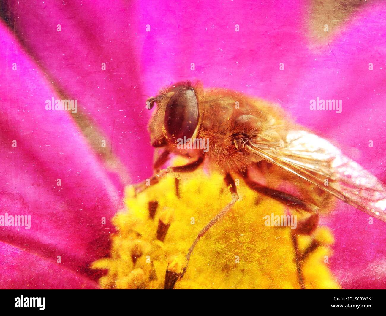 Biene auf Blüte Stockfoto