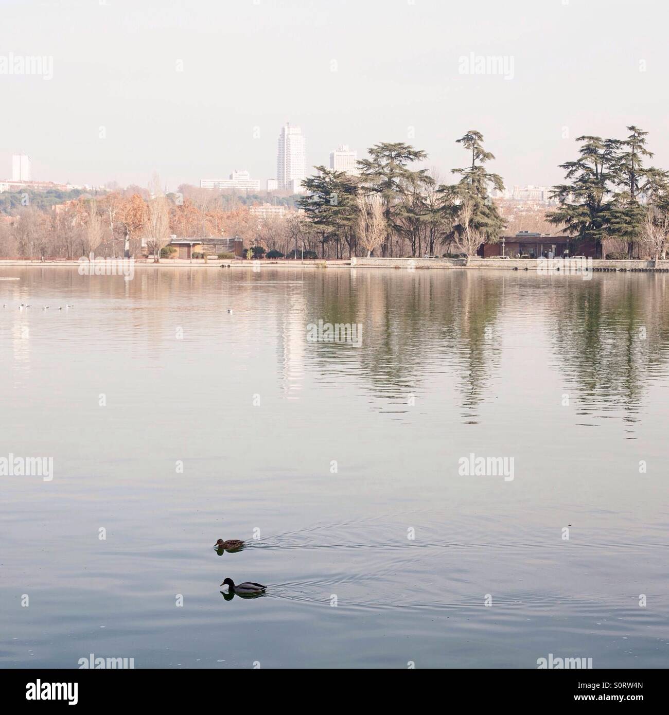 Zwei Enten schwimmen in einem See in Casa de Campo, Madrid Stockfoto