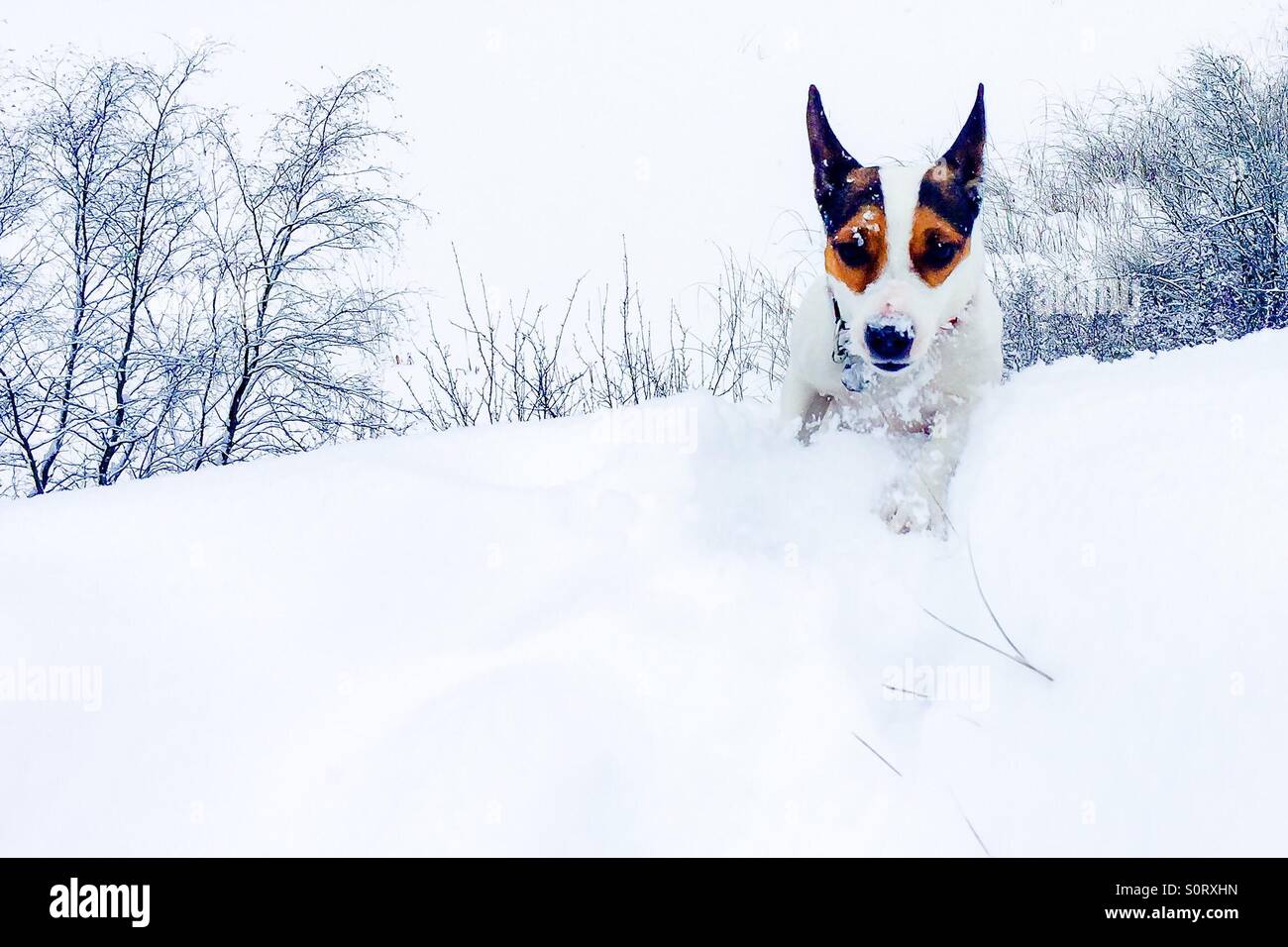 Junge Jack Russell Terrier Hund schreitend durch frischen Schnee. - Smartphone-aufgenommenes Stockfoto