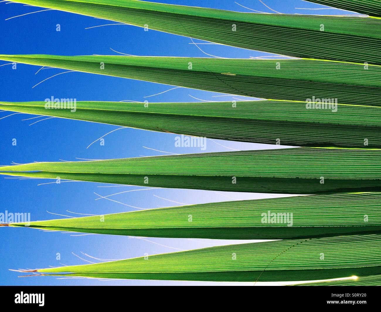 Tropischer Vegetation gegen ein strahlend blauer Himmel Stockfoto