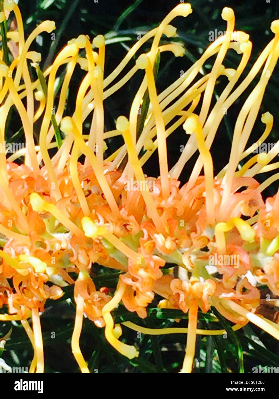 Blume in Australien mit gelben und orangefarbenen Staubgefäßen auf schwarzem Hintergrund Stockfoto