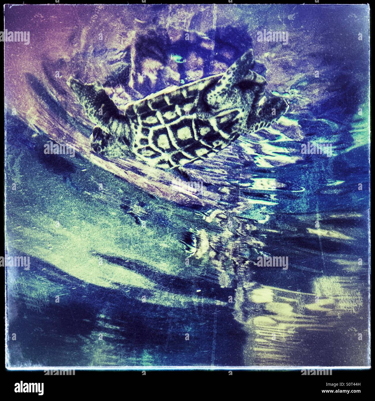 Unechte Karettschildkröte (Caretta Caretta) in das Two Oceans Aquarium in Cape Town, Südafrika. Stockfoto