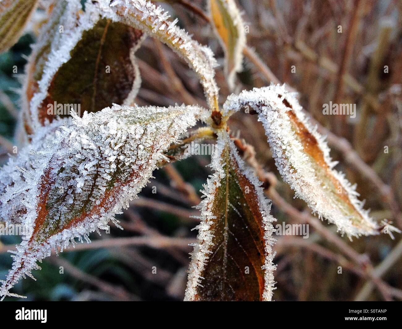 Winter im Garten Stockfoto