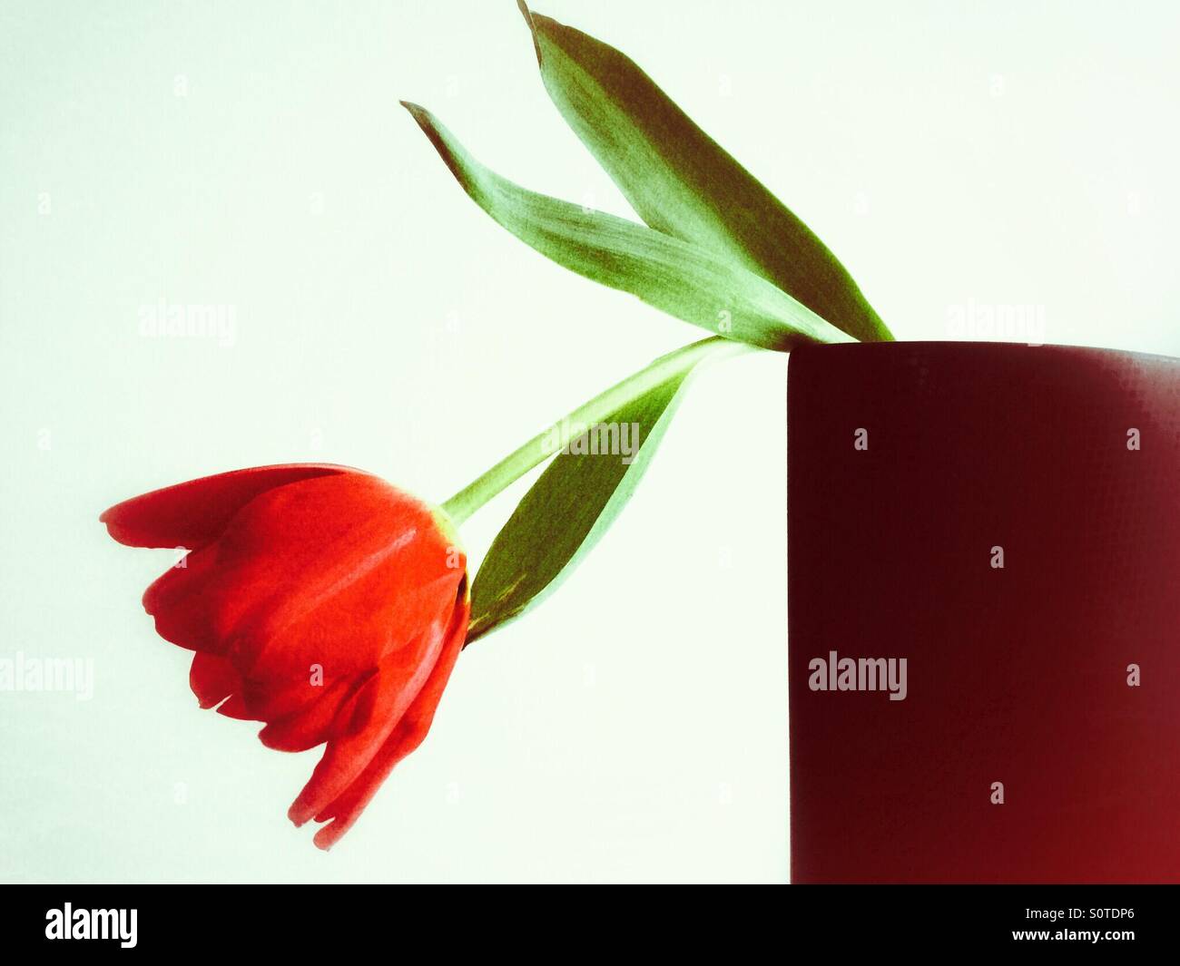 Einzelne rote Tulpe in der Vase arrangieren. Stockfoto