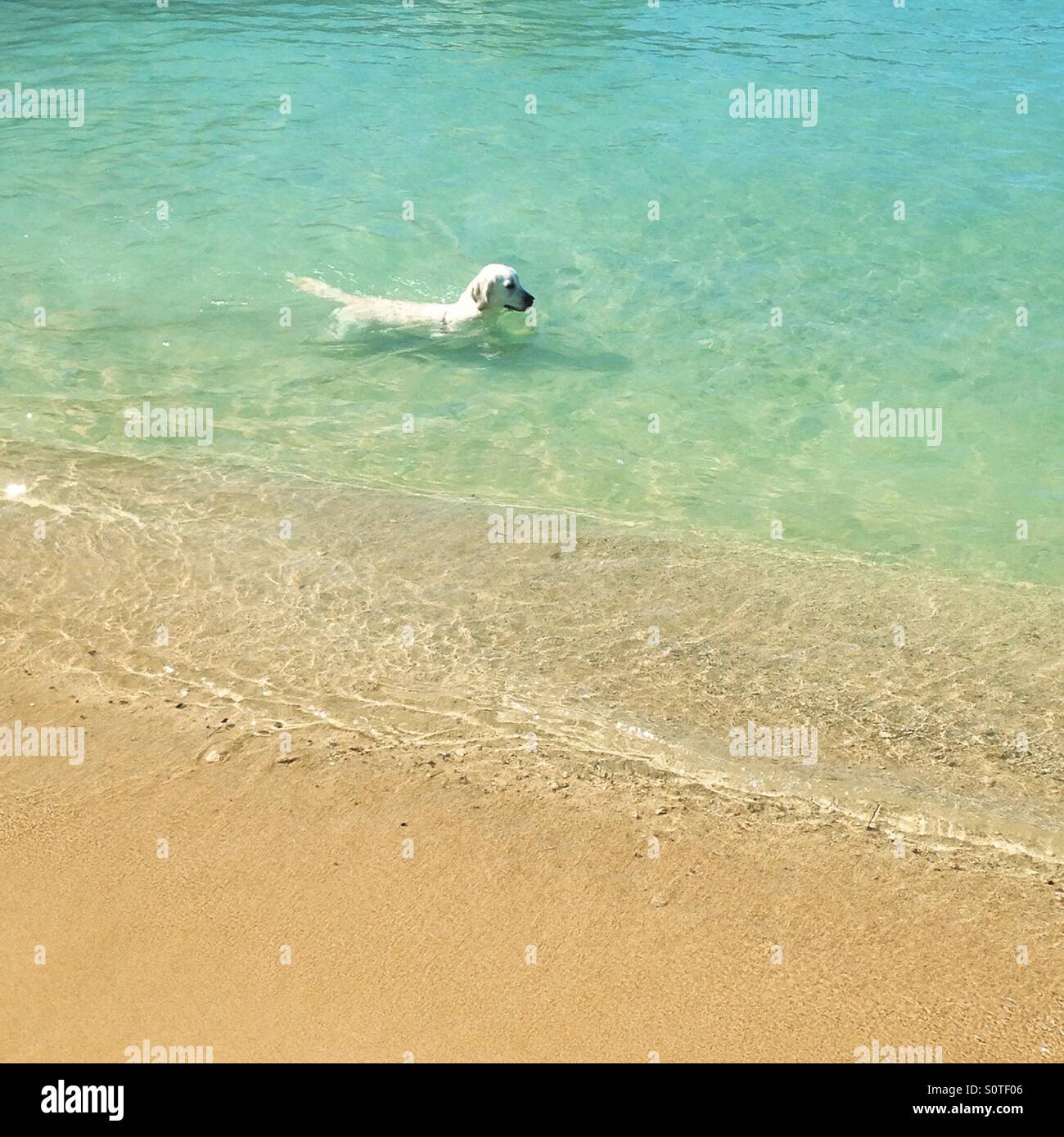 Ein Hund schwimmt in Kaimana Beach, Waikiki, Oahu, Hawaii, USA Stockfoto
