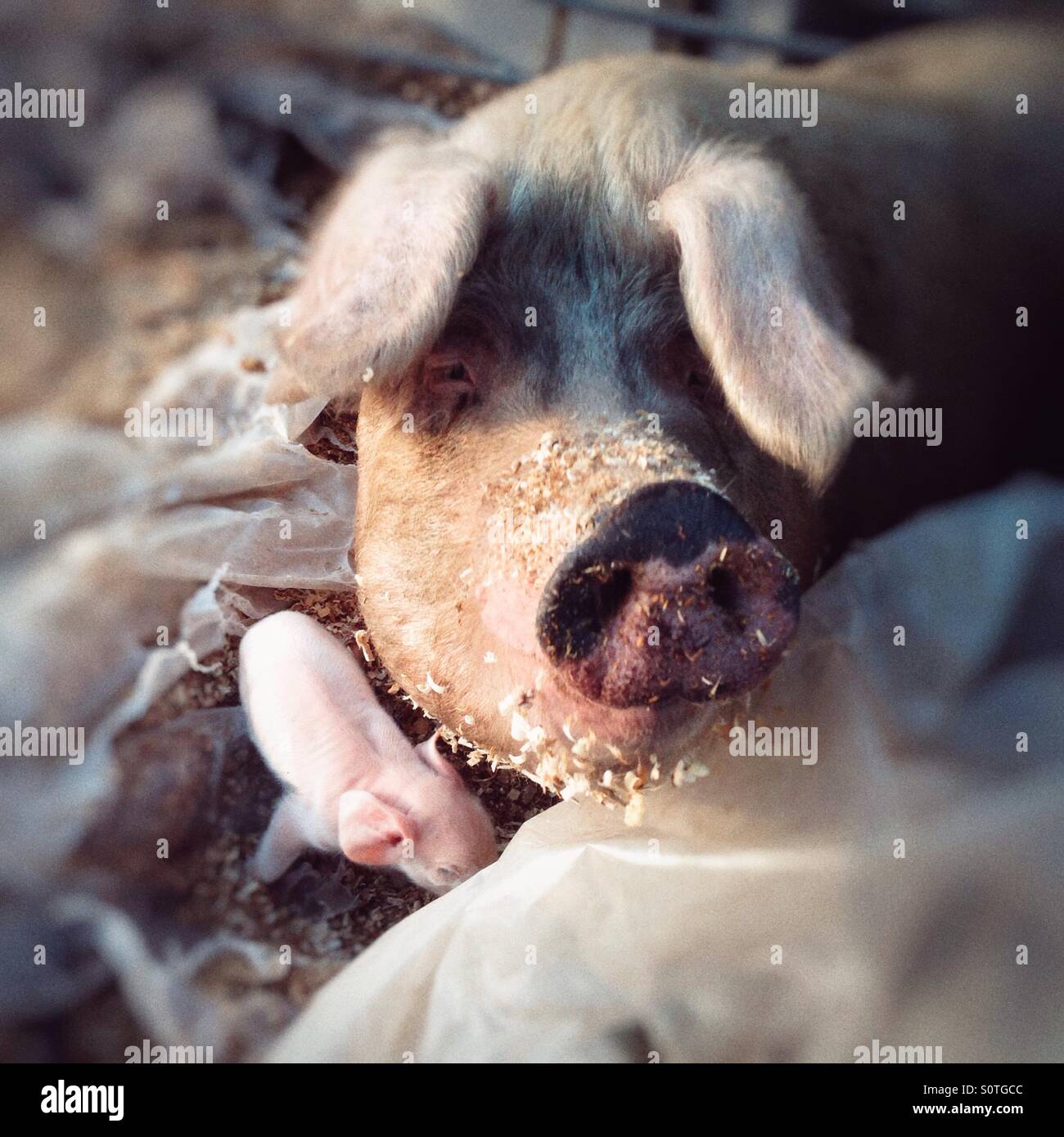 Sau und ihre Ferkel, Hampshire, England, Vereinigtes Königreich - Smartphone-aufgenommenes Stockfoto