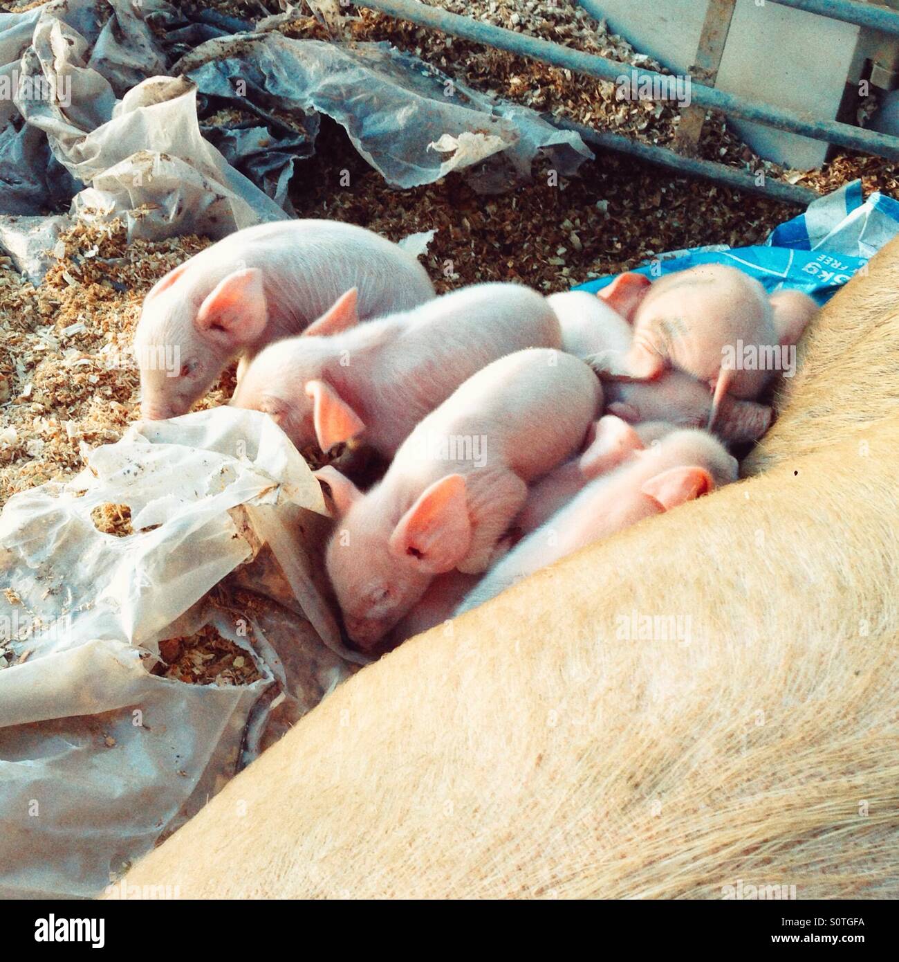 Wurf Tag alte Ferkel - Smartphone-aufgenommenes Stockfoto