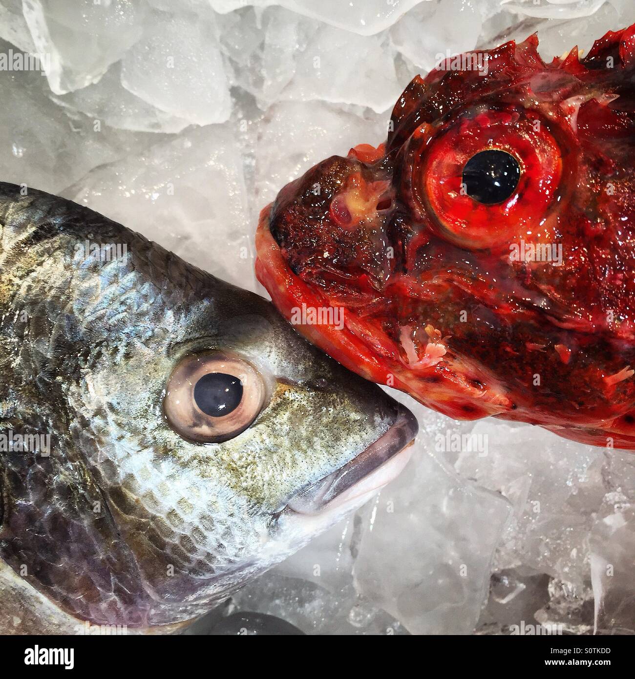 Zwei Fische auf Eis Stockfoto