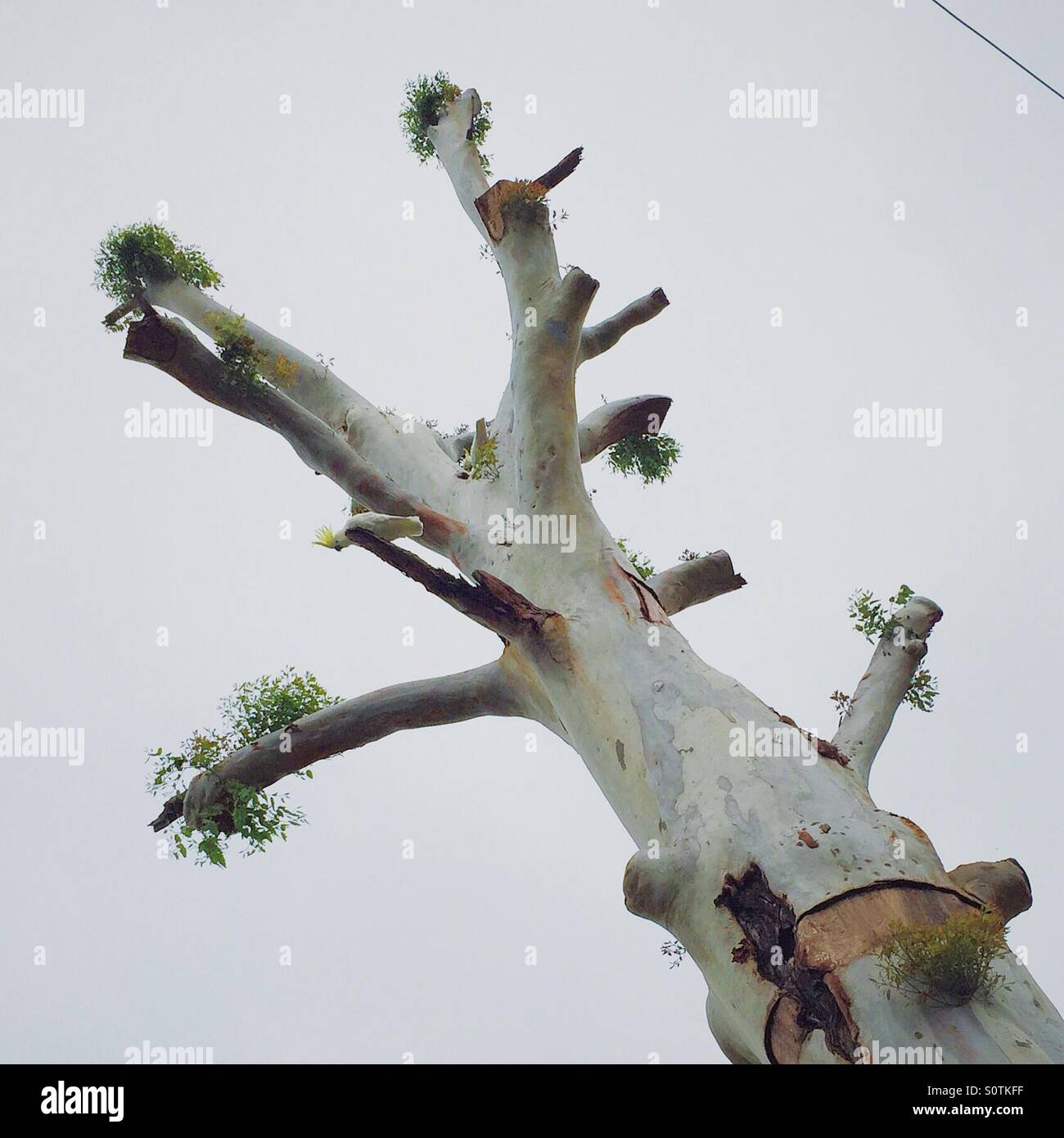 Baum ohne Äste Stockfoto