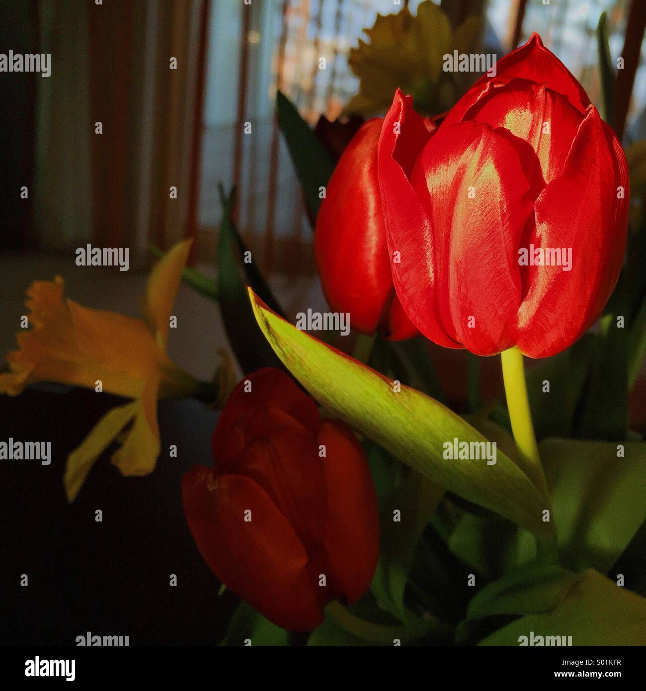 Rote Tulpe im Frühjahr Stockfoto
