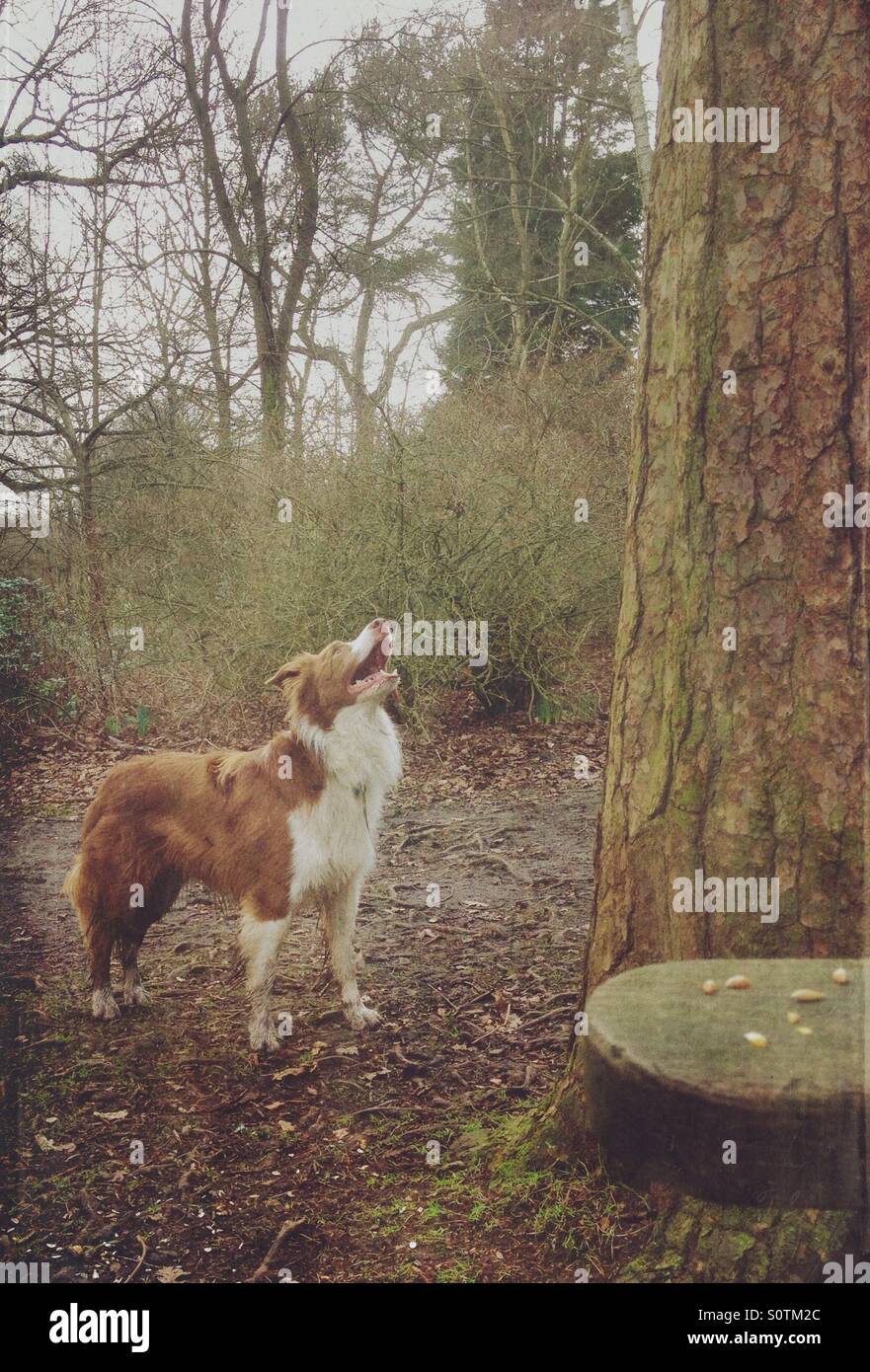 Hund auf der Suche auf einen Baum für Eichhörnchen Stockfoto