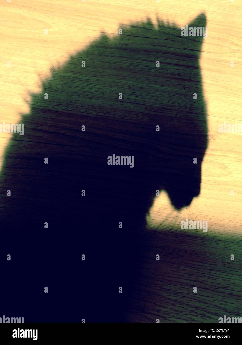 Silhouette einer Hauskatze auf einem Holzfußboden Stockfoto