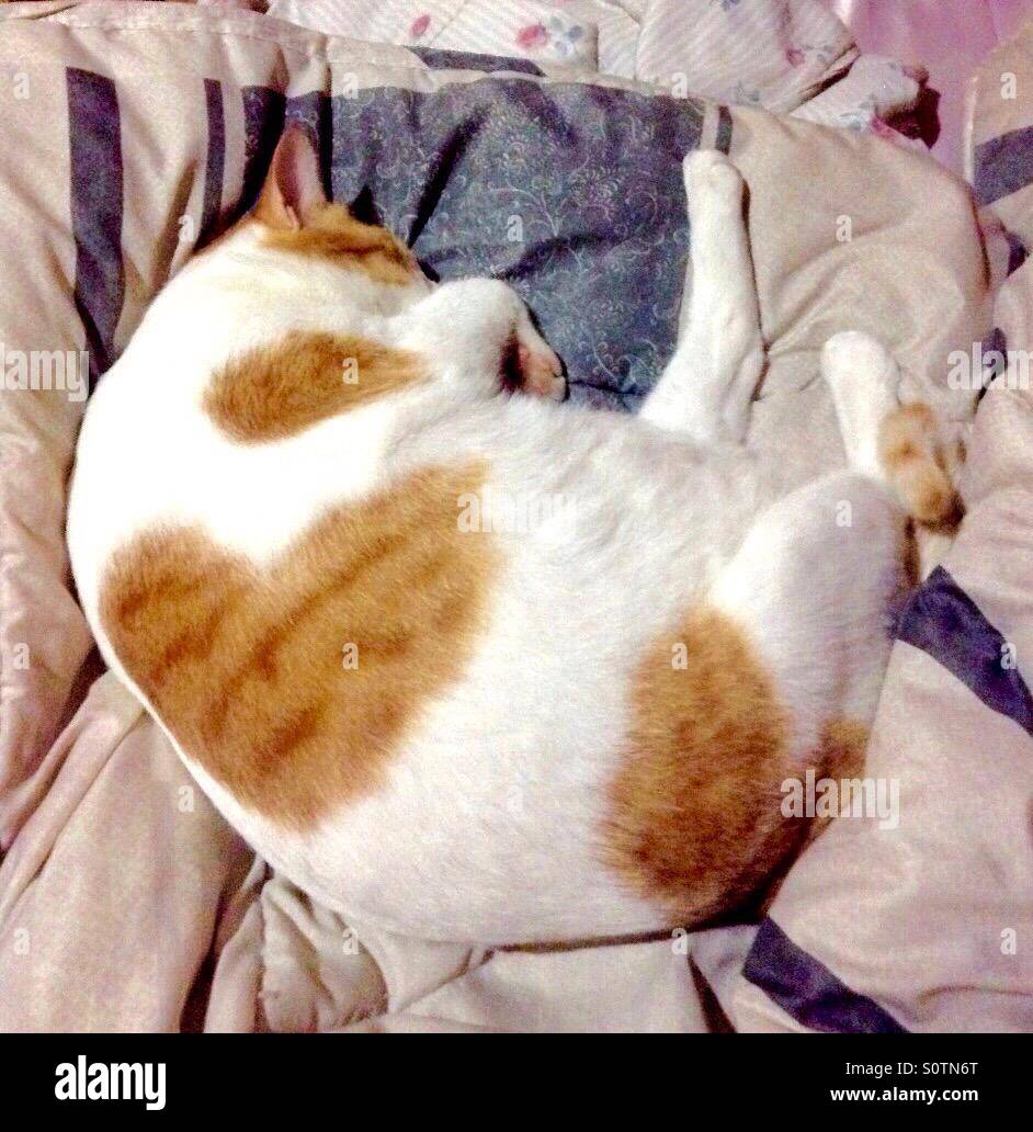 Fette Katze liebt, liebt es, ❤️ schlafen essen Stockfoto