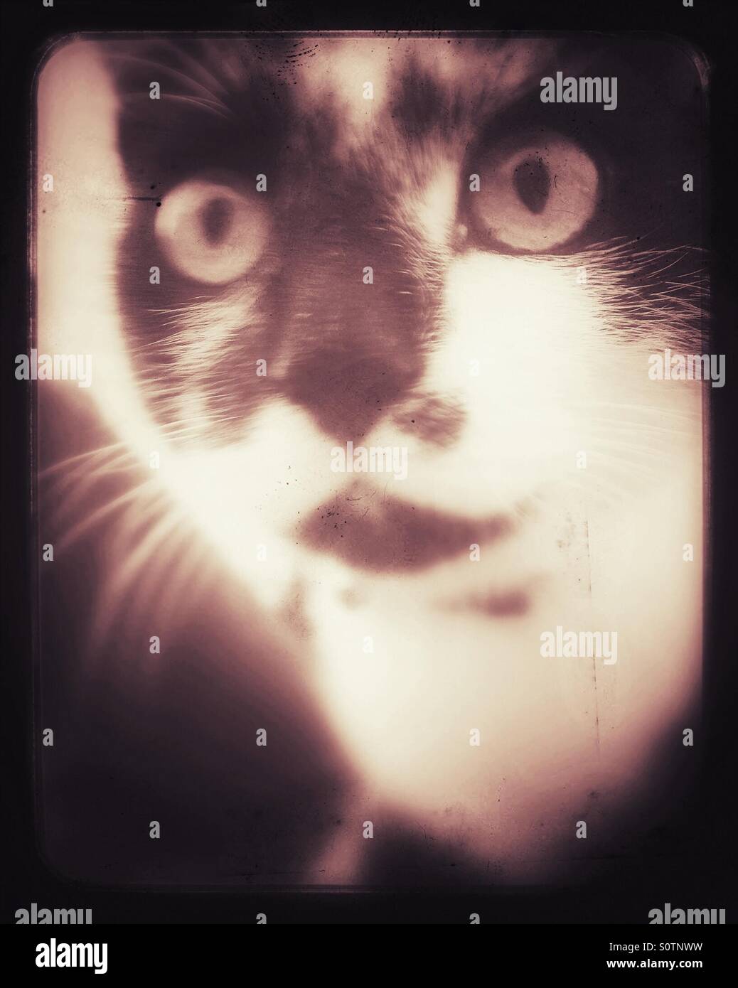 mit weit aufgerissenen Augen Katze Stockfoto