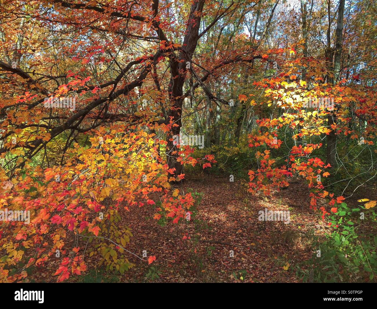 Draußen im Wald auf einem hellen Tag Herbstlaub Stockfoto