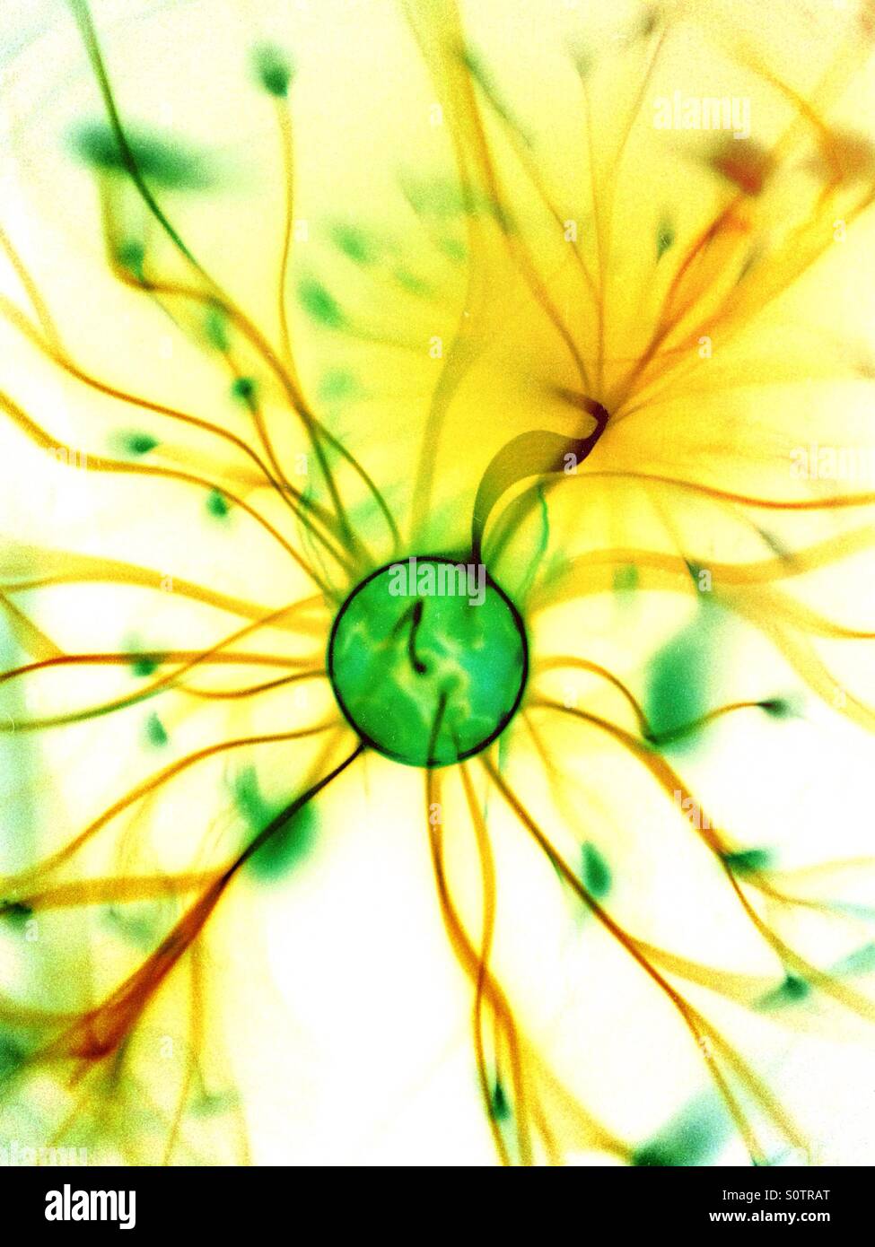 Plasma-Kugel mit Farben invertiert - Smartphone-aufgenommenes Stockfoto