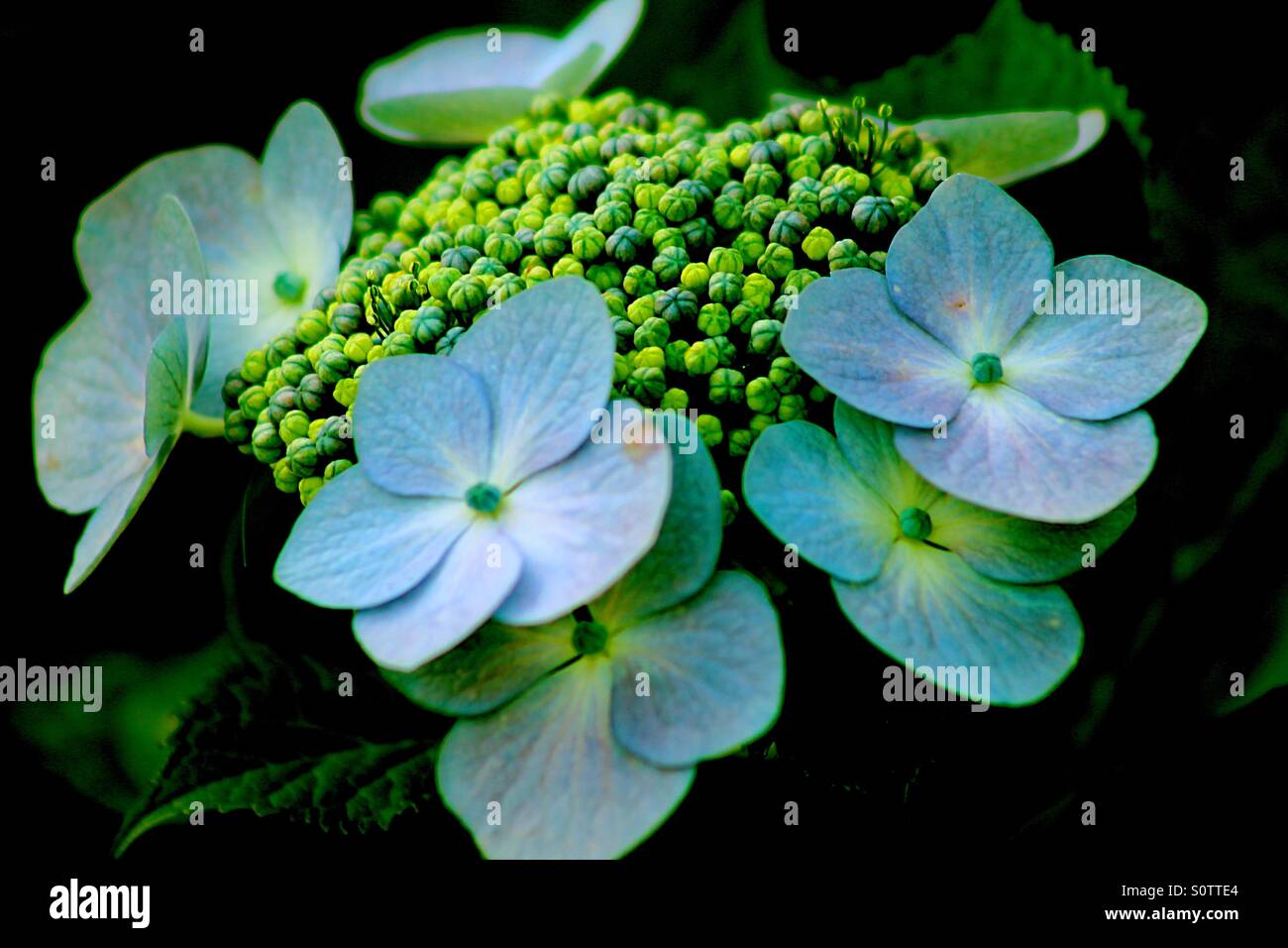 Eine grünliche Blume Stockfoto