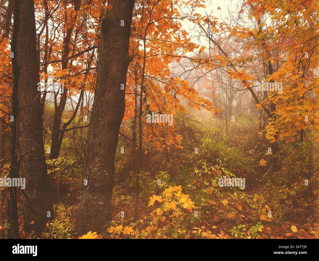 Draußen im Wald an einem Herbsttag Stockfoto