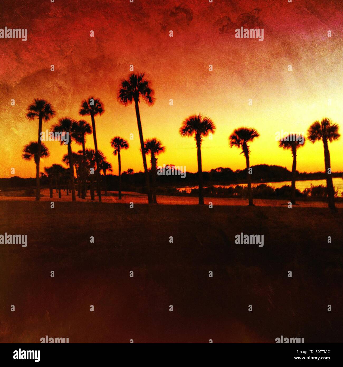 Flammenden Himmel mit Palmen Stockfoto