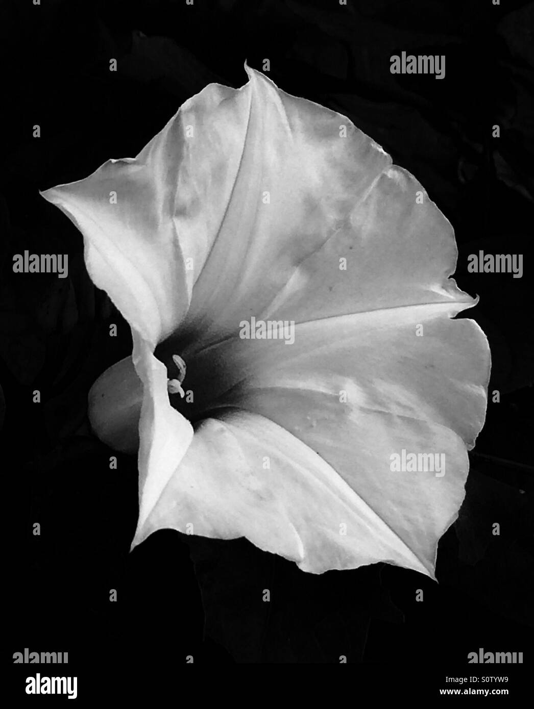 Blume in schwarz / weiß vor schwarzem Hintergrund, Mann der Erde Bloom, Ipomoea pandurata - Smartphone-aufgenommenes Stockfoto