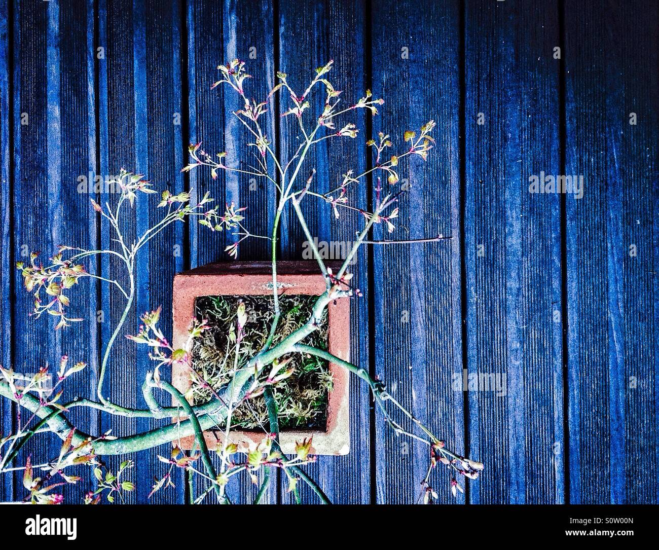 Japanischer Ahorn bonsai Stockfoto