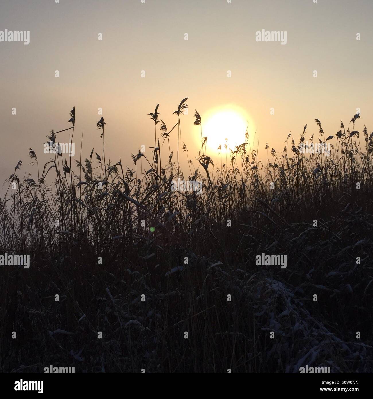 Rising sun Trog die eisigen Fluss-Pflanzen Stockfoto
