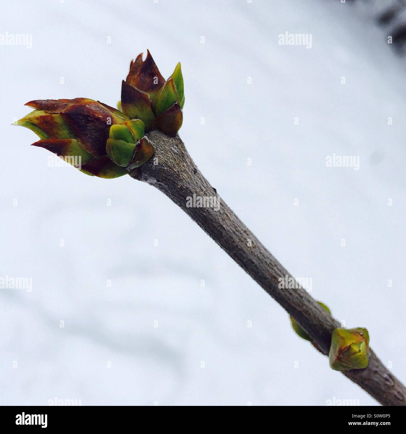 Pflanzen im Winter Stockfoto