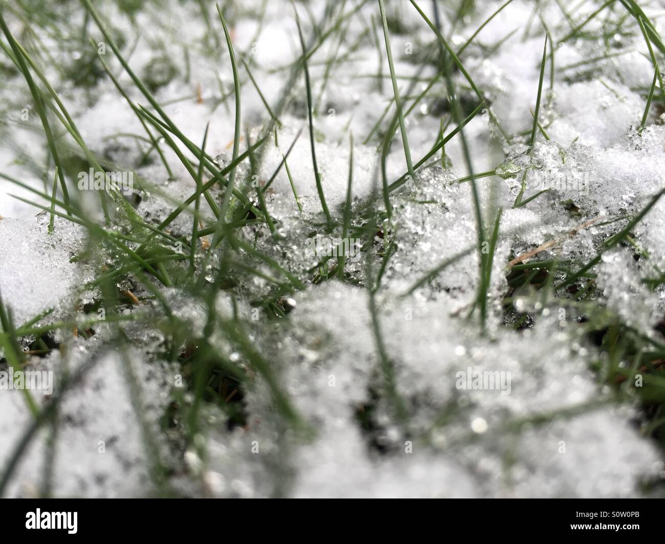 Rasen mit Schnee bedeckt Stockfoto