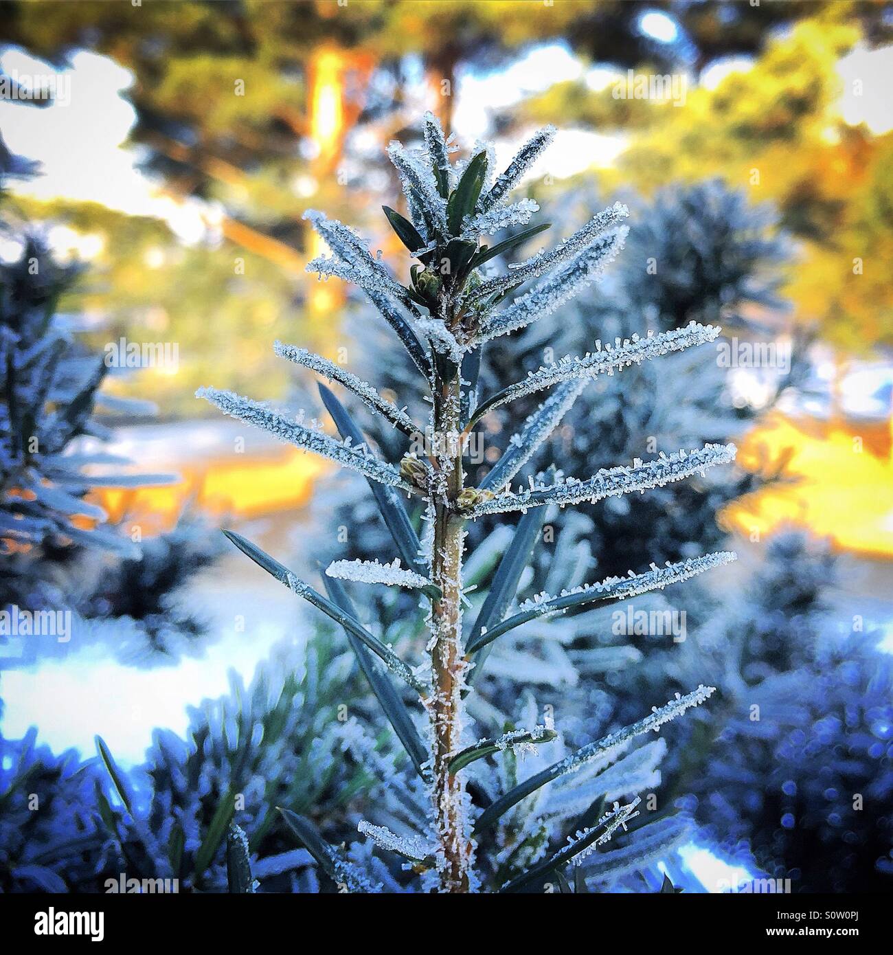 Pflanze im Winter mit Eis bedeckt Stockfoto