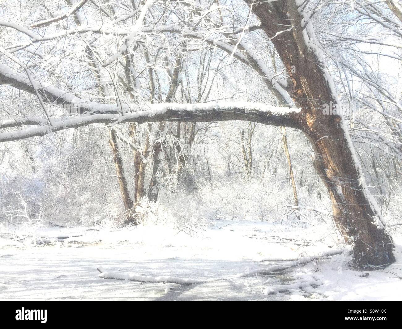 Lehnt sich Baum an einem kalten Wintertag mit Schnee bedeckt. Stockfoto