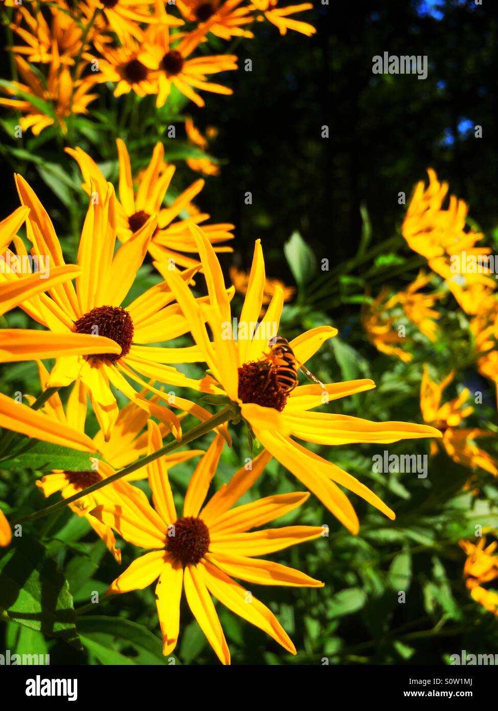 Biene auf der Blume im Garten Stockfoto