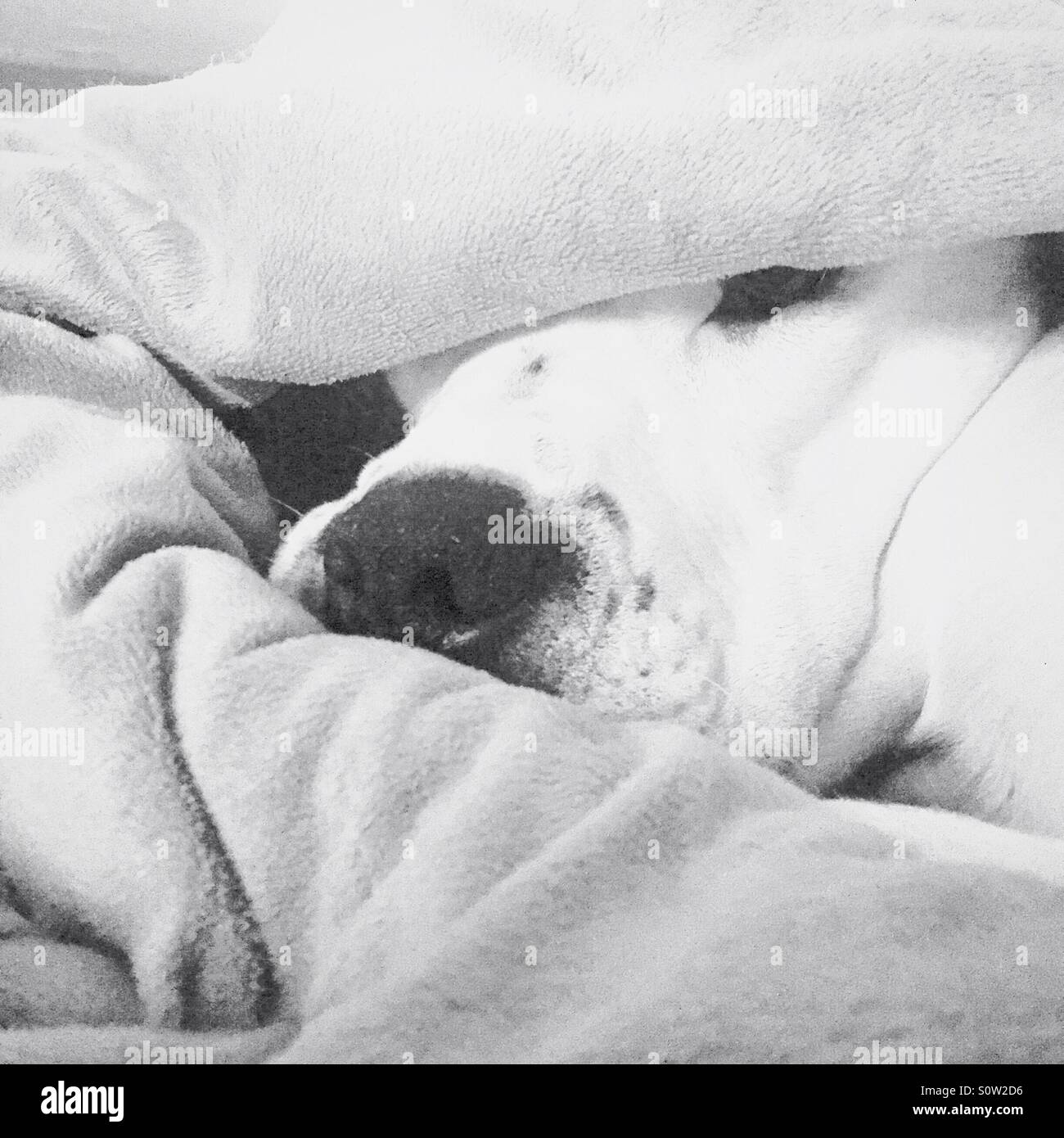 Hund in Decke versteckt Stockfoto