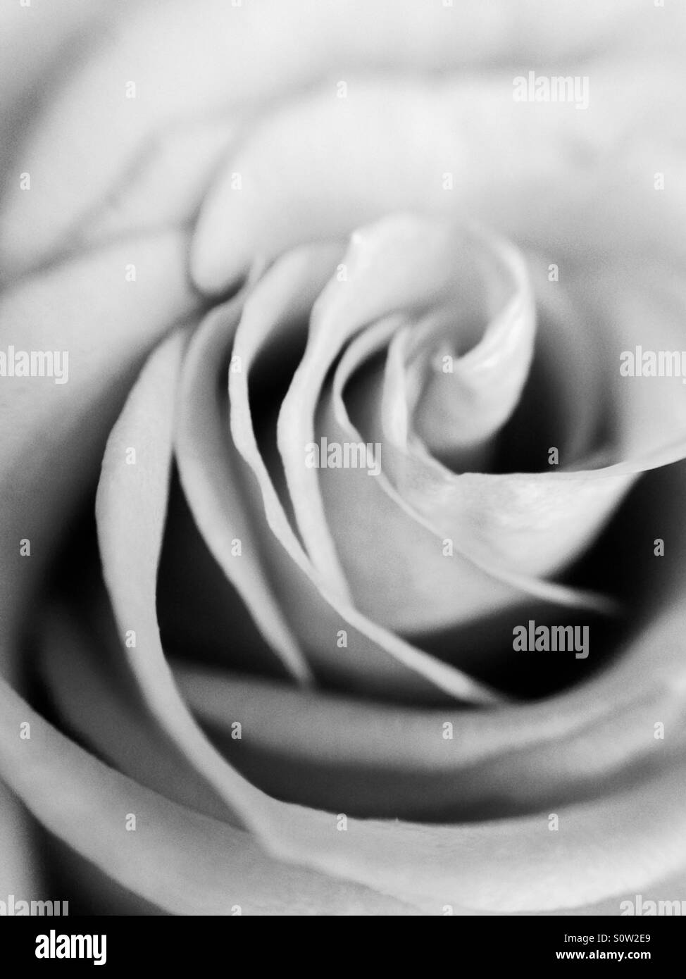 Schwarze und weiße rose - Smartphone-aufgenommenes Stockfoto