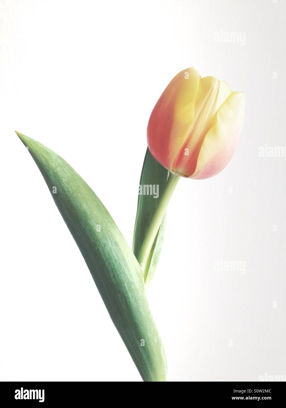 Eine Tulpe vor einem weißen Hintergrund - Smartphone-aufgenommenes Stockfoto