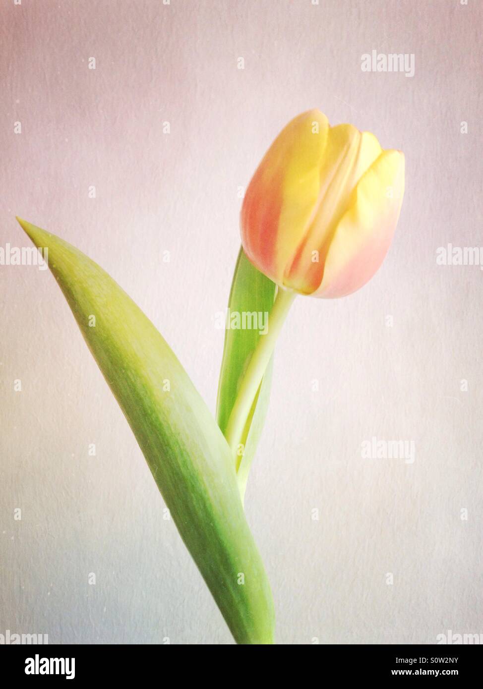 Eine Pastell farbigen Tulpe vor einem weißen Hintergrund - Smartphone-aufgenommenes Stockfoto