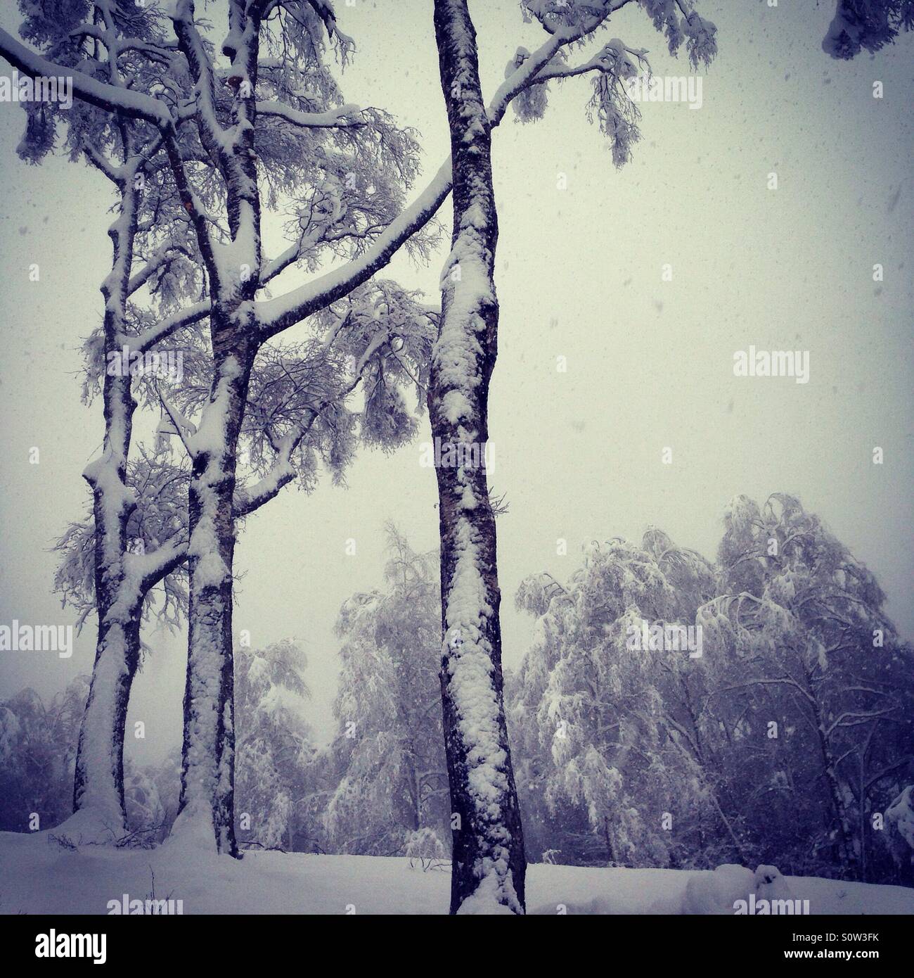 Bäume im Schnee - Smartphone-aufgenommenes Stockfoto