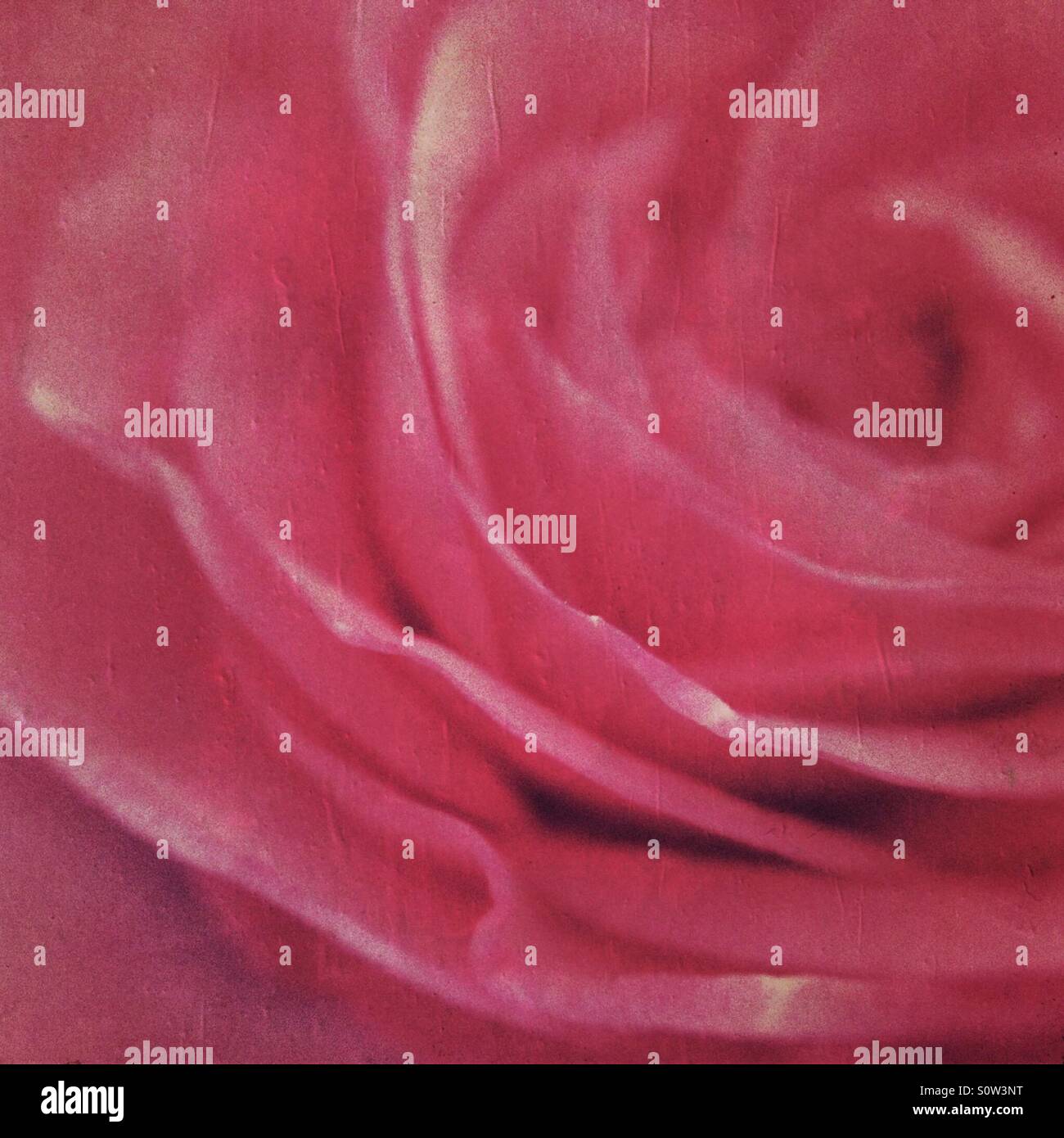 Makro einer zarten rosa Rose Stockfoto