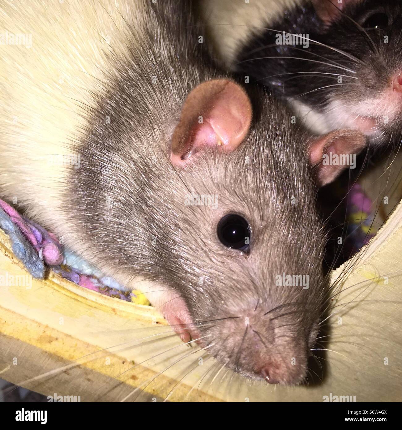 Grauen und weißen Phantasie Ratte - Smartphone-aufgenommenes Stockfoto
