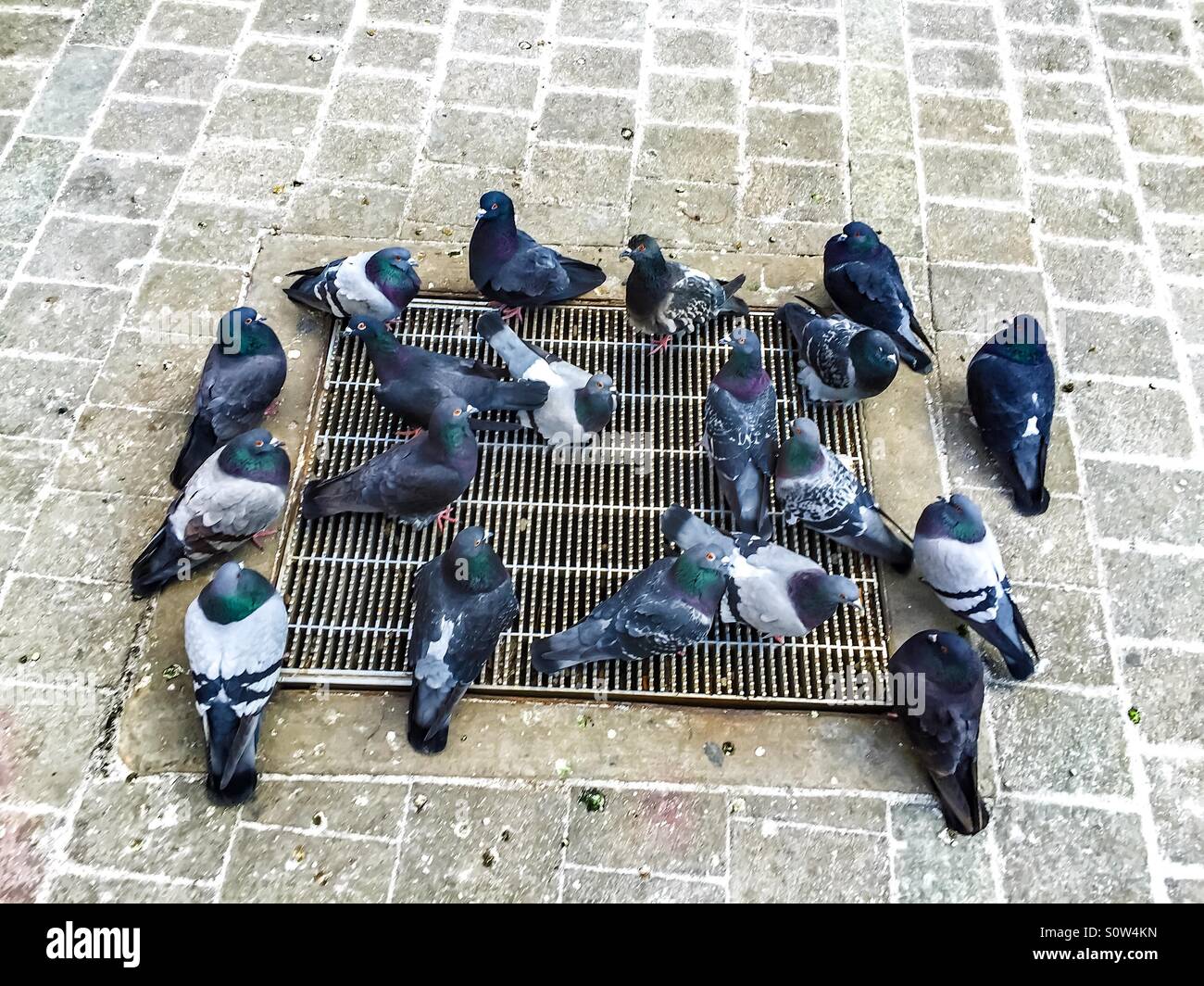 Tauben an einem kalten Tag Erwärmung. Kein Essen Stockfoto