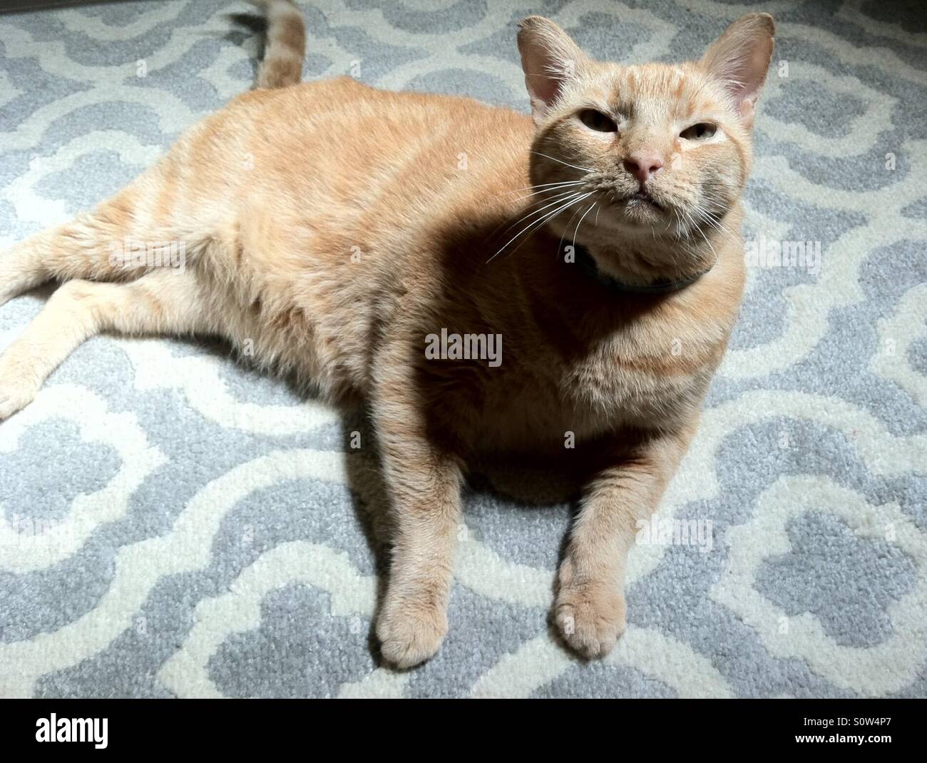 Orange Tabby Katze. Stockfoto