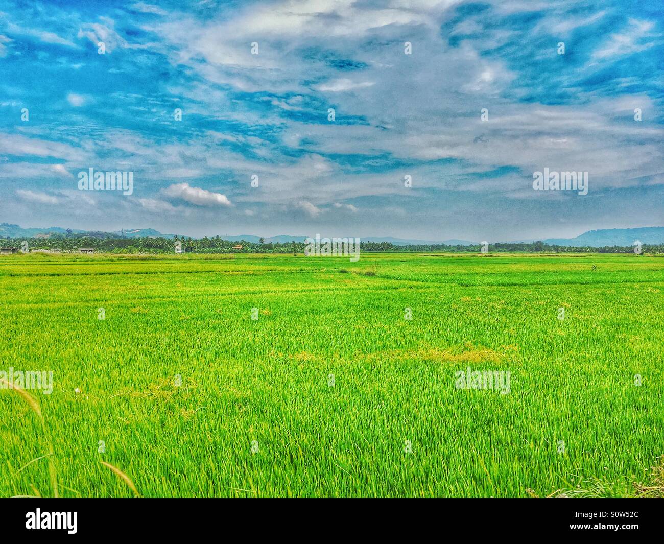 Die ruhige Natur. Grüne Reisfelder unter blauem Himmel Stockfoto