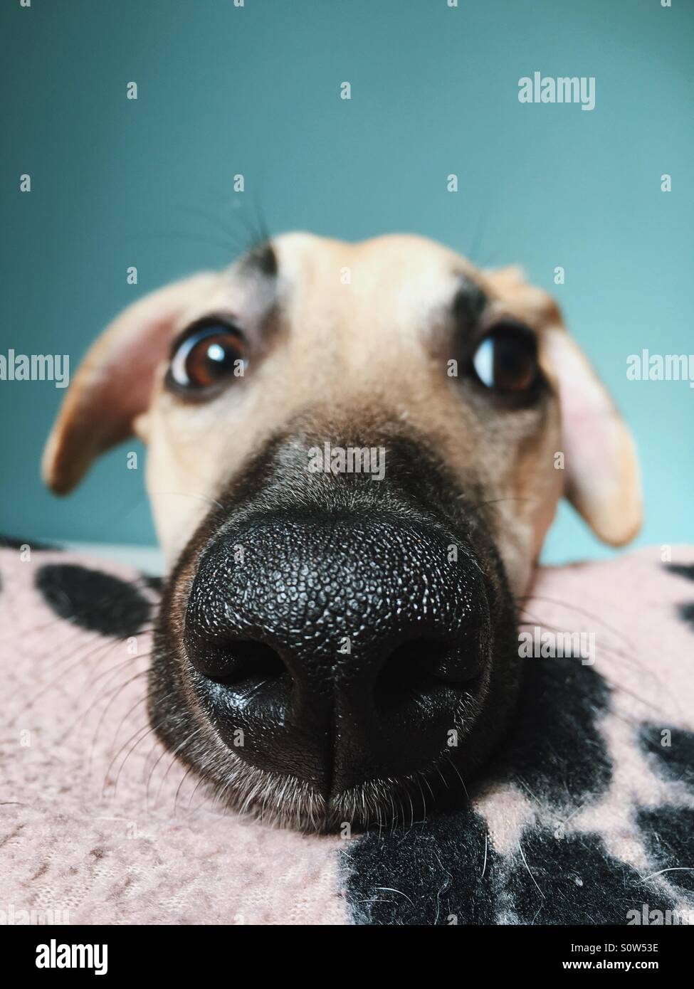 Whippet Welpen Hund Gesicht Nahaufnahme portrait Stockfotografie Alamy