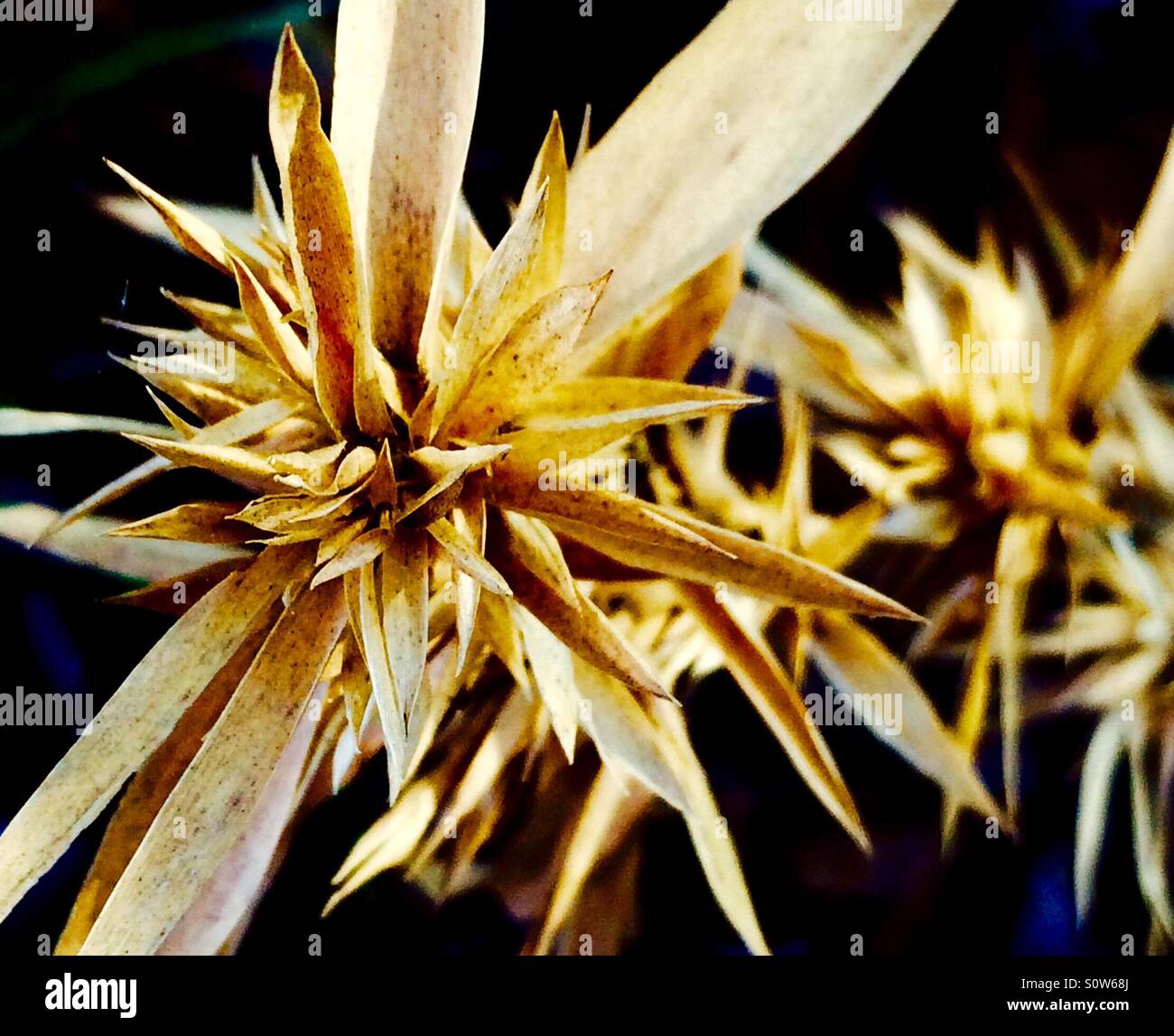 Getrocknete Grass hautnah mit abstrakten Design auf schwarzem Hintergrund - Smartphone-aufgenommenes Stockfoto