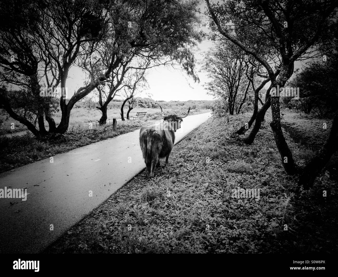 Schottische Highlander zu Fuß entlang dem Radweg in den Dünen in der Nähe von den Haag, Niederlande. - Smartphone-aufgenommenes Stockfoto
